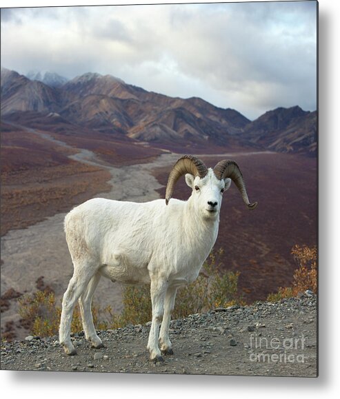 00440953 Metal Print featuring the photograph Dalls Sheep in Denali by Yva Momatiuk John Eastcott