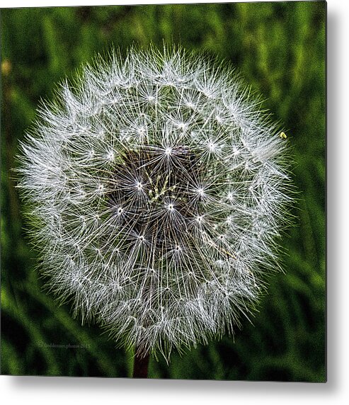 Wildflower Metal Print featuring the photograph Dandelion Fluff by Fred Denner