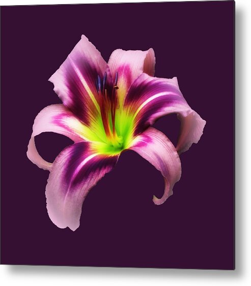 Daylily Metal Print featuring the photograph Daylily Star by MTBobbins Photography