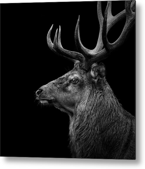 Deer Metal Print featuring the photograph Deer In Black And White by Lukas Holas