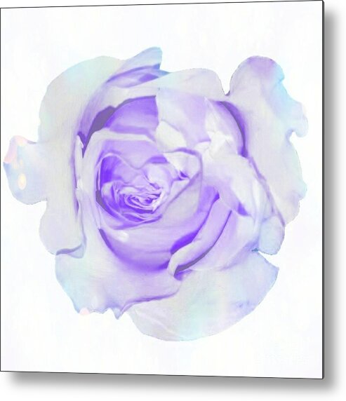 Rose Metal Print featuring the photograph Delicate Touch by Rachel Hannah