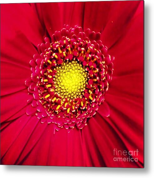 Flower Metal Print featuring the photograph Depth by Denise Railey