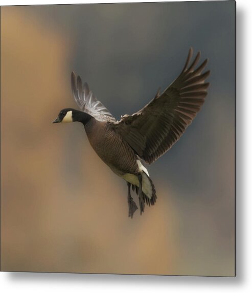 Goose Metal Print featuring the photograph Descending Goose by Angie Vogel