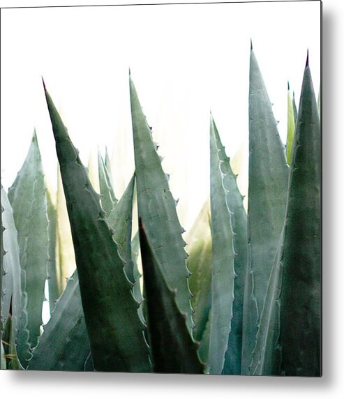 Twotonefriday_nio Metal Print featuring the photograph Desert Flora With Sharp Succulent by Blenda Studio