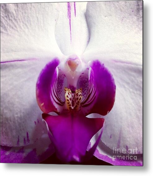 Orchid Metal Print featuring the photograph Love by Denise Railey