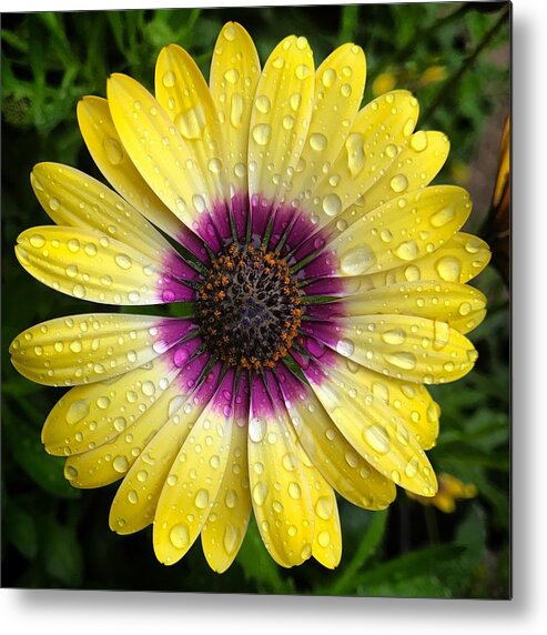 Daisy Metal Print featuring the photograph Dew Dropped Daisy by Brian Eberly