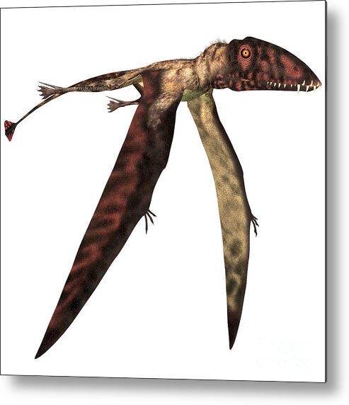 Dimorphodon Metal Print featuring the painting Dimorphodon in Flight by Corey Ford
