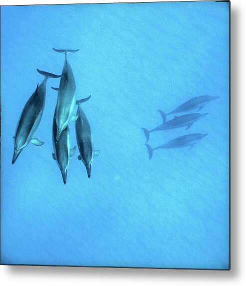 Hawaii Dolphins Underwater Metal Print featuring the photograph Dolphins at Rest by DeWaine Tollefsrud
