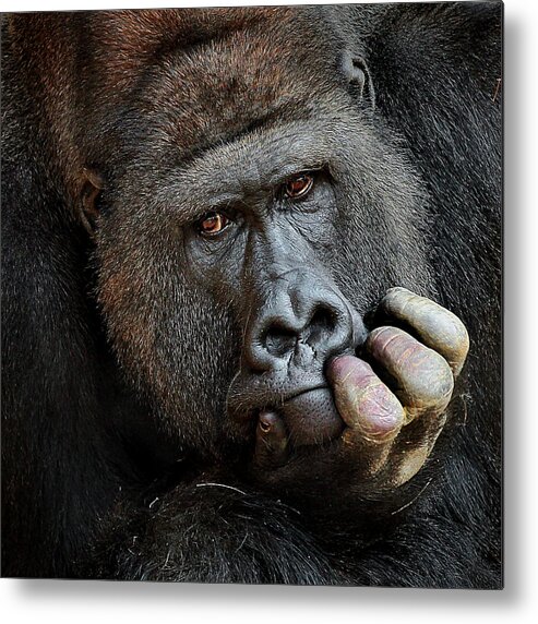 Ape Metal Print featuring the photograph Don't Forget Me .... by Antje Wenner