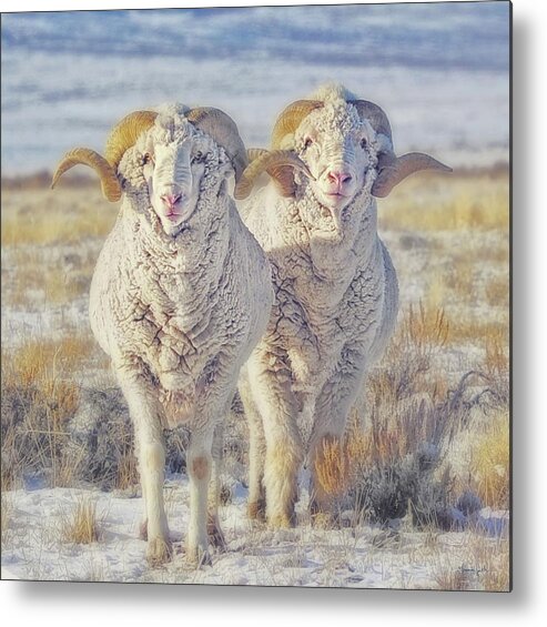 Sheep Metal Print featuring the photograph Double the Ram Power by Amanda Smith