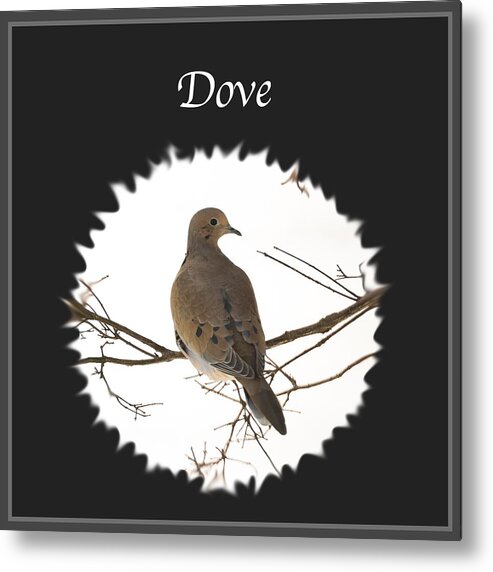 Dove Metal Print featuring the photograph Dove by Holden The Moment