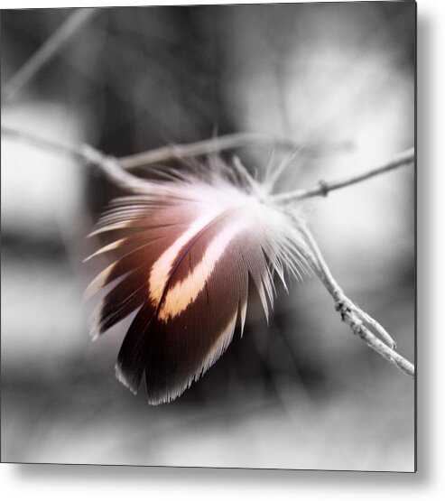 Feather Metal Print featuring the photograph Dove Tail by Russell Styles