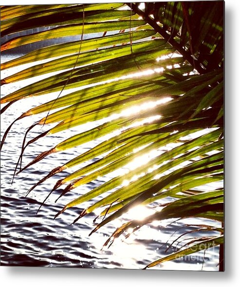 Palm Metal Print featuring the photograph Downtown by Denise Railey