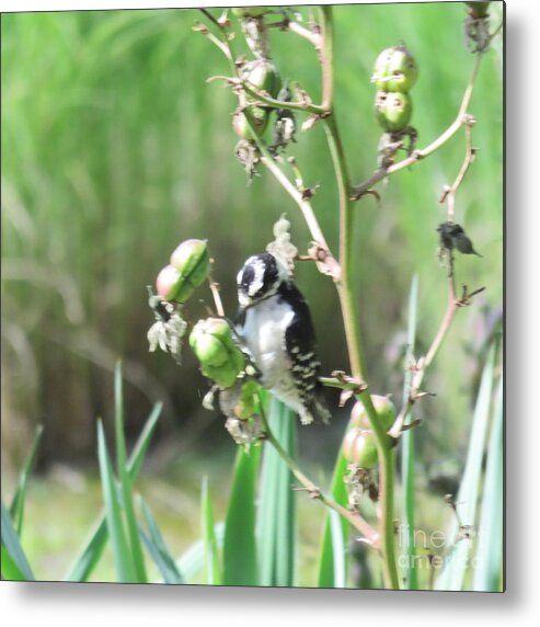 Downy Woodpecker Metal Print featuring the photograph Downy on the Yucca Plant by B Rossitto