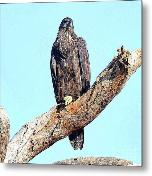 Bald Eagle Metal Print featuring the photograph E9 favorite perch by Liz Grindstaff