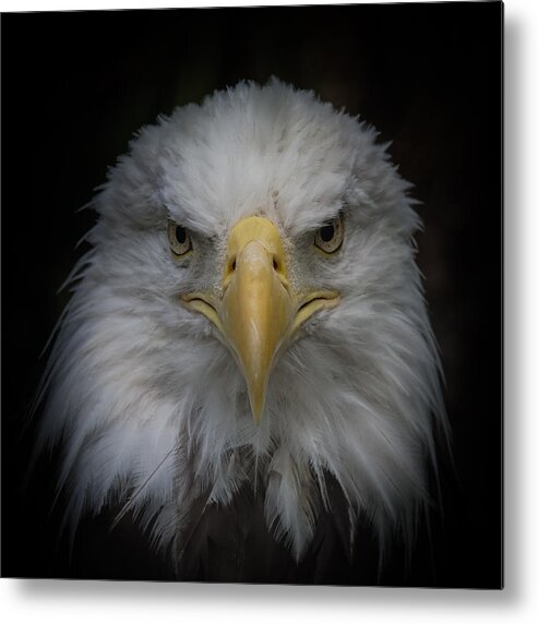 Bald Eagle Metal Print featuring the photograph Eagle Stare by Ernest Echols