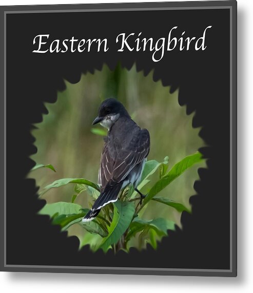 Eastern Kingbird Metal Print featuring the photograph Eastern Kingbird by Holden The Moment