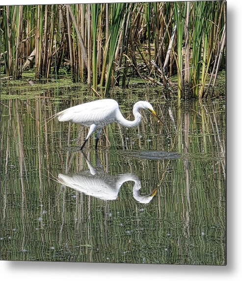 Egret Metal Print featuring the photograph Egret by David Armstrong