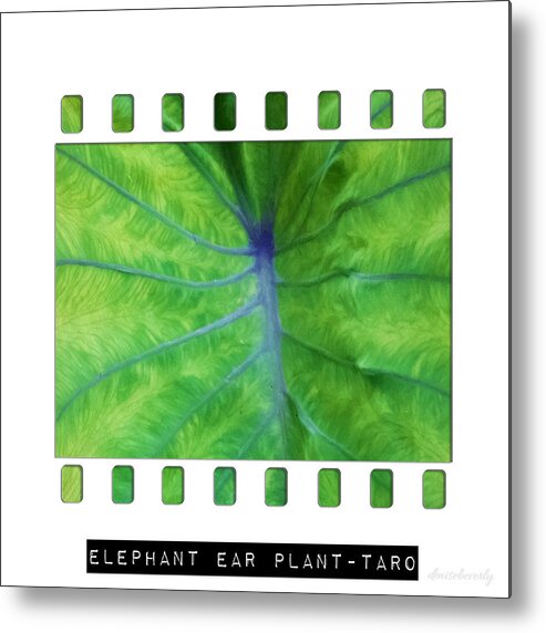 Elephant Ear Metal Print featuring the photograph Elephant Ear Plant - Taro by Denise Beverly