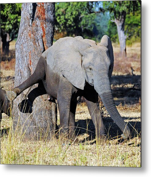 Elephant Metal Print featuring the photograph Elephant Scratching Rump by Ted Keller