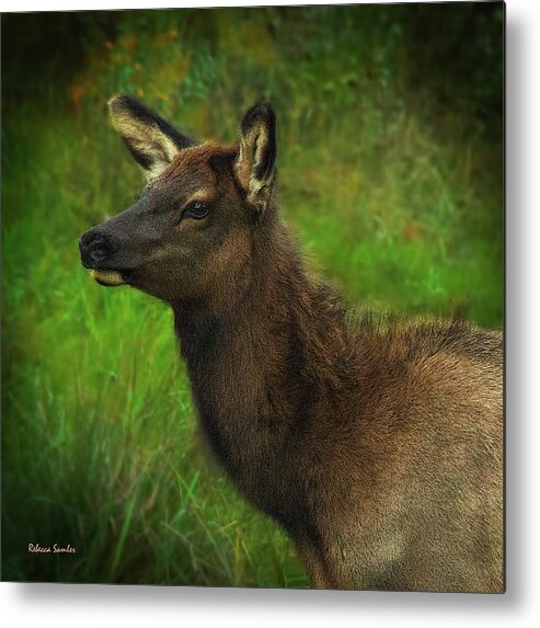 Elk Metal Print featuring the photograph Elk of Benezette by Rebecca Samler