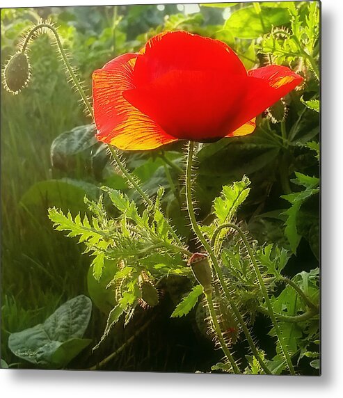 Poppy Metal Print featuring the photograph Red Poppy at Sunset by Amanda Smith