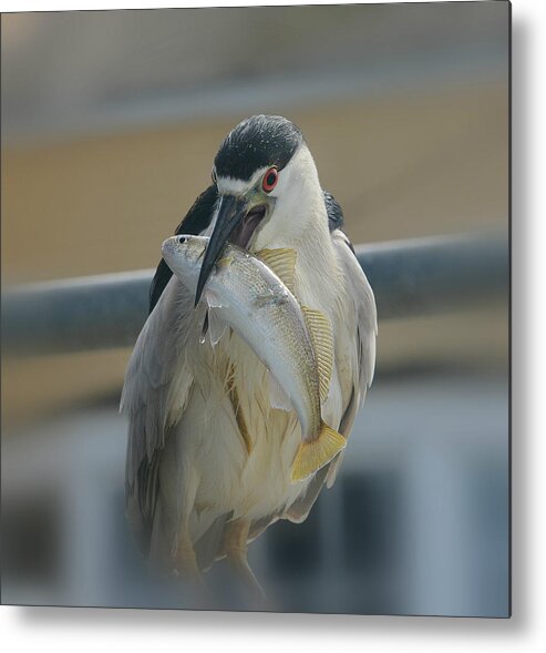 Black Crowned Night Heron Metal Print featuring the photograph End Of The Line by Fraida Gutovich