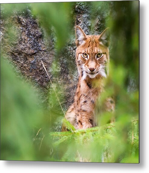 Eurasian Lynx Metal Print featuring the photograph Eurasian lynx by Torbjorn Swenelius