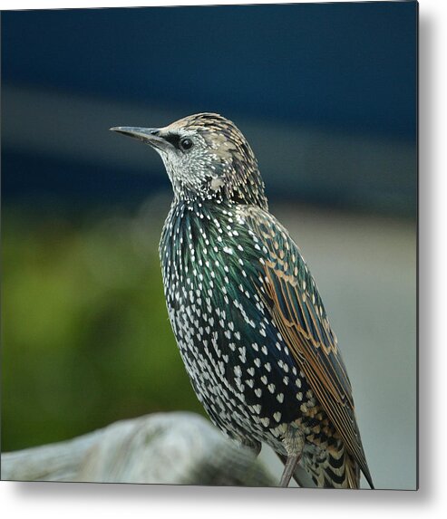 Starling Metal Print featuring the photograph European Starling 2 by Fraida Gutovich