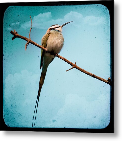 Bird Metal Print featuring the photograph Exotic birds - White throated bee eater by Gary Heller
