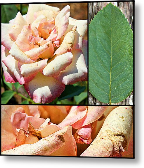 Rose Metal Print featuring the photograph Fading Beauty Collage Print by KayeCee Spain