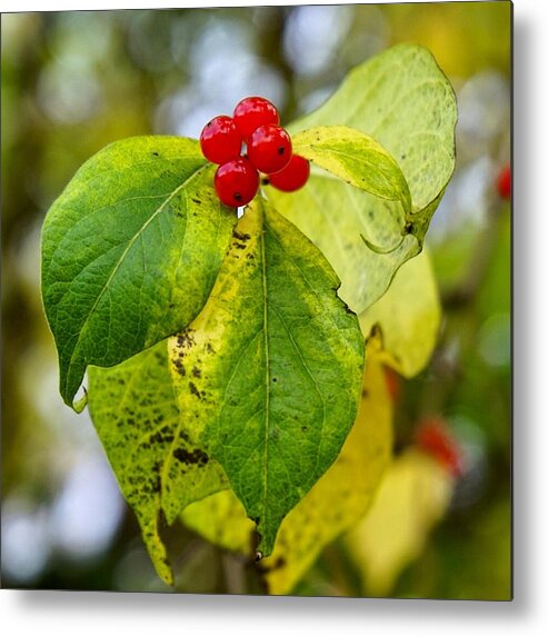 Red Metal Print featuring the photograph Fall Berries by Brooke Bowdren
