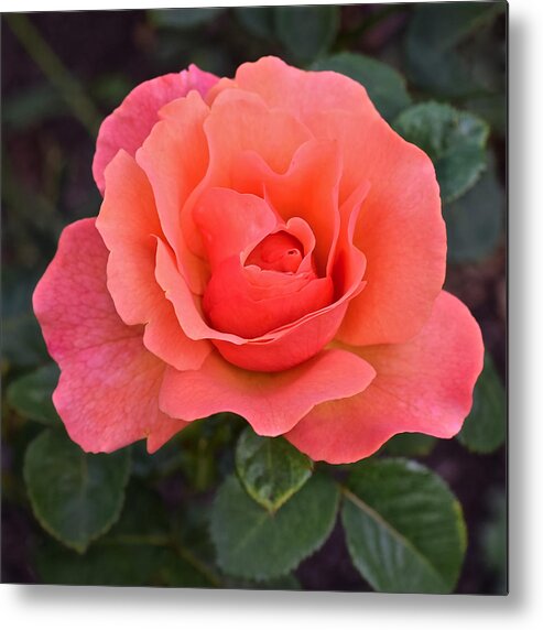 Rose Metal Print featuring the photograph Fall Gardens Rosh Hashana Rose by Janis Senungetuk