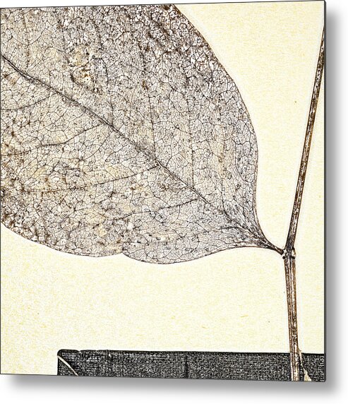 Leaf Metal Print featuring the photograph Fallen Leaf One of Two by Carol Leigh