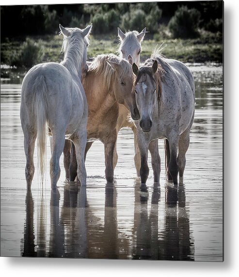 Wild Horses Metal Print featuring the photograph Family Time Sq by Belinda Greb