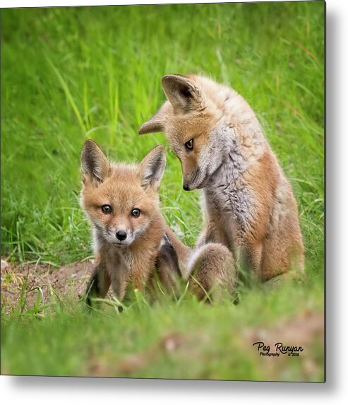 Fox Metal Print featuring the photograph Fascinating Foot by Peg Runyan