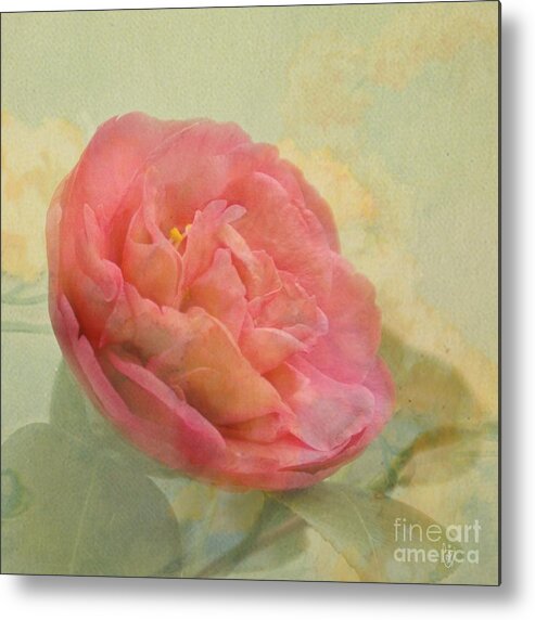 Camellia Metal Print featuring the photograph February Camellia by Cindy Garber Iverson