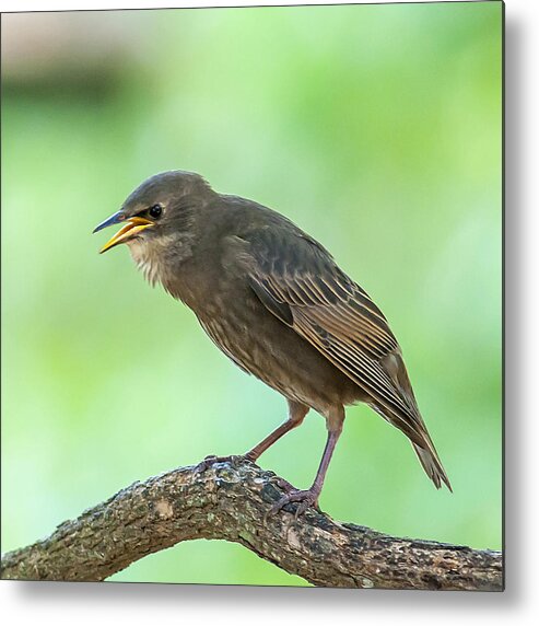 Starling Metal Print featuring the photograph Feed Me by Cathy Kovarik