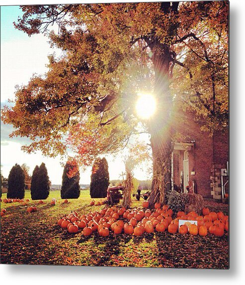 Fall Metal Print featuring the photograph Festive Fall by Carrie Ann Grippo-Pike