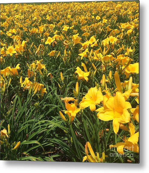 Field Of Flowers Metal Print featuring the photograph Field of Yellow Lilies by Robin Pedrero