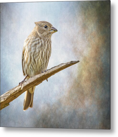 Chordata Metal Print featuring the photograph Finch Perched On Blues by Bill and Linda Tiepelman