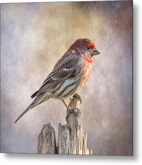 Chordata Metal Print featuring the photograph Finch Posted On Top by Bill and Linda Tiepelman