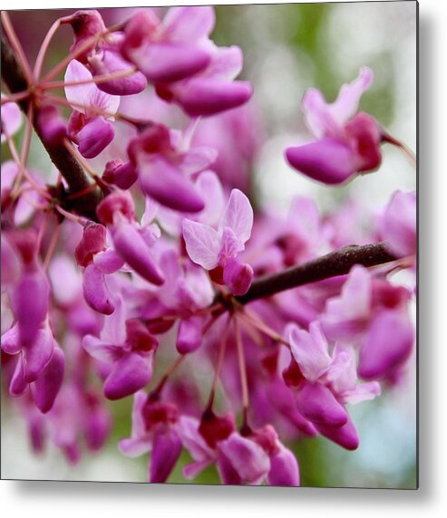 Photography Metal Print featuring the photograph Fireworks of Redbud Blooms by M E
