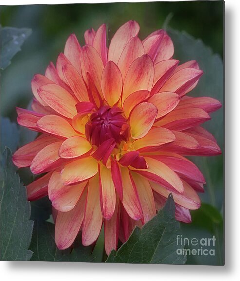 Flower Metal Print featuring the photograph First Dahlia in the Garden by Ann Jacobson