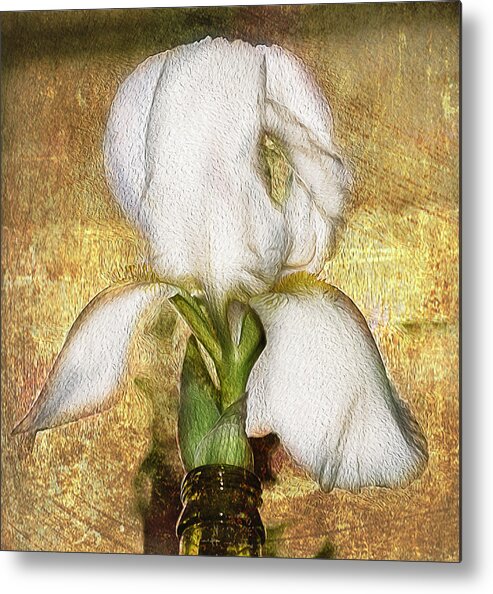 Iris Metal Print featuring the photograph First Iris by Cynthia Wolfe
