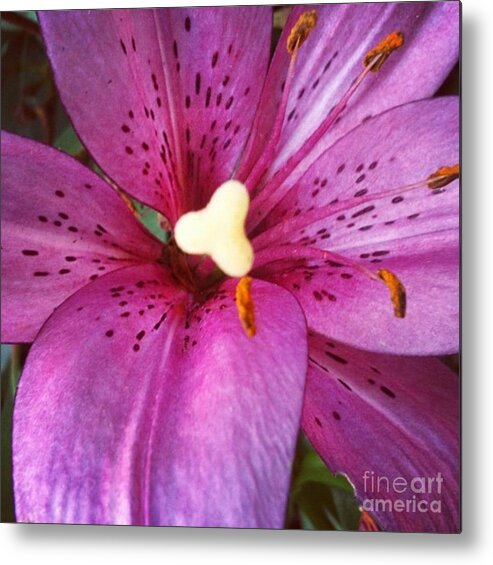 Lily Metal Print featuring the photograph Flecked by Denise Railey