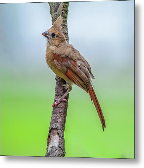 Bird Metal Print featuring the photograph Fledgling Cardinal by Cathy Kovarik