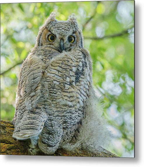 Owl Metal Print featuring the photograph Fledgling In The Trees by Yeates Photography