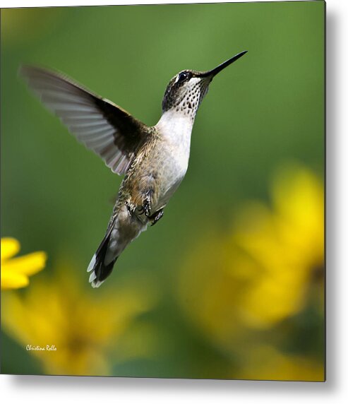 Birds Metal Print featuring the photograph Flight of Fancy Hummingbird Square by Christina Rollo