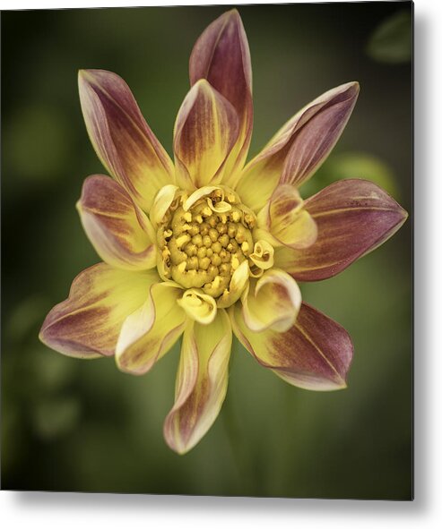 Spring Metal Print featuring the photograph Floral Hijinks by Cathy Donohoue